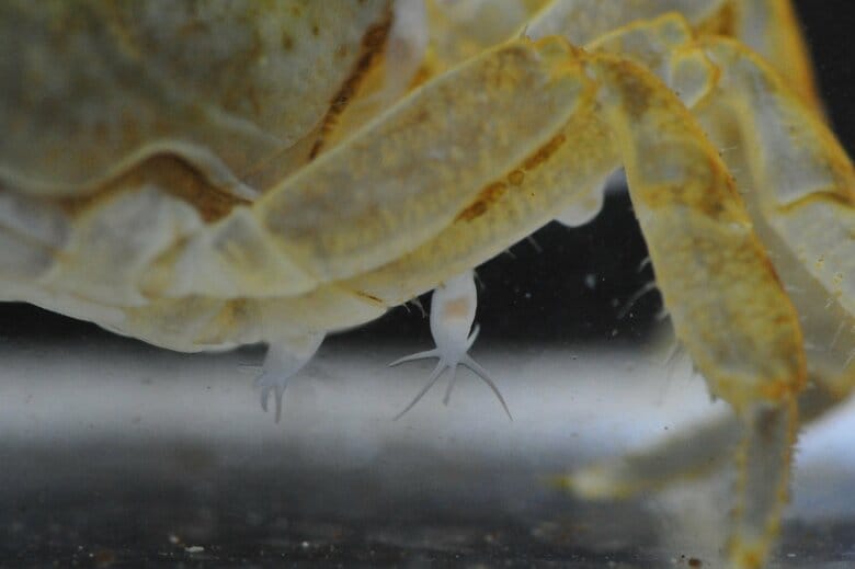 ヤマタロウヤドリツノムシ（提供：宮崎 亘さん）