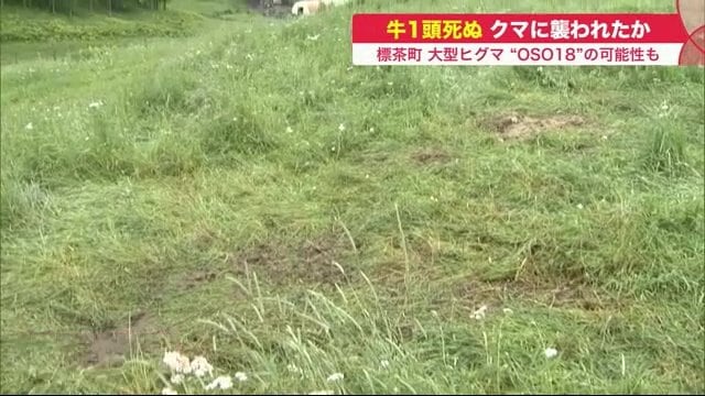 一夜にして牛の死骸がなくなっていた（7月12日）