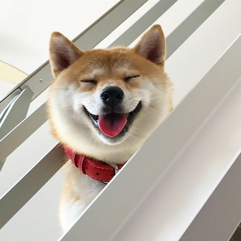 提供：柴犬ハル&雑種すずさん