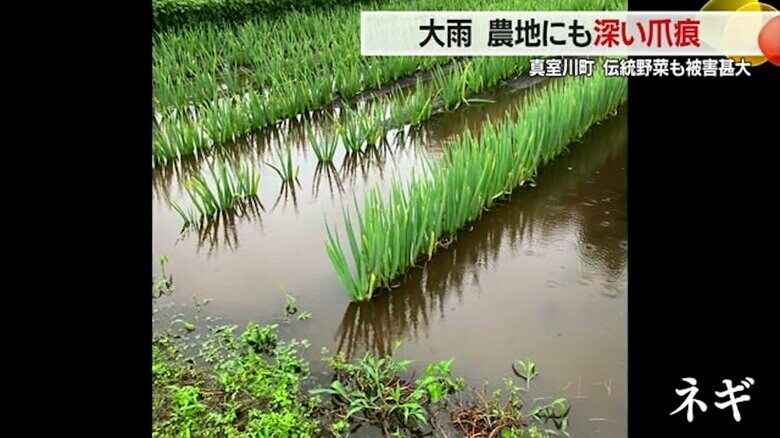 冠水被害にあった野菜