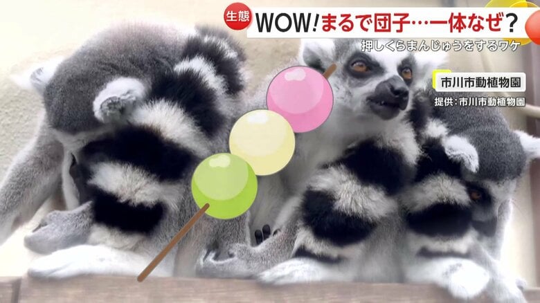 体を丸めて並ぶ姿から「ワオ団子」とも呼ばれるワオキツネザルたち