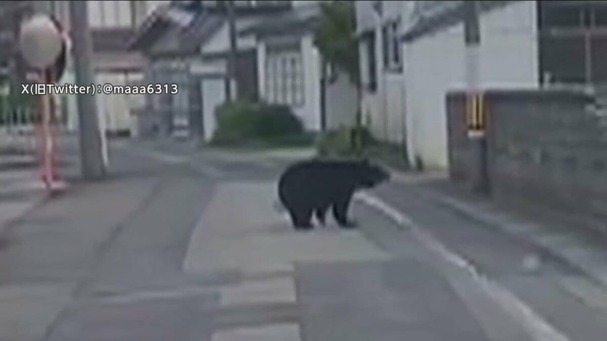 人間の生活圏に“堂々と”現れ始めたクマたち…高齢者や女性は小柄で襲い
