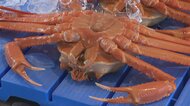 タンク満杯の大漁!新湊漁港ベニズワイガニ初競り、昨季の不漁から一転、極上サイズも登場で活気戻る