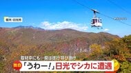 「心臓のバクバクが止まらない」日光の夜道で死角から鹿が飛び出し急ブレーキ、電話インタビュー中にも再び目の前に鹿