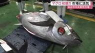 注目の「一番マグロ」は１キロ１万５０００円の高値を記録　仙台市中央卸売市場で新年の初競り