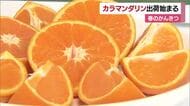 愛媛が生産量日本一　春の柑きつ「カラマンダリン」松山で出荷スタート　果汁多く濃厚な味わい【愛媛】