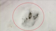 【ヒグマ速報】「巣箱に鳥のエサをあげようとしたら…」中学校の敷地内で雪の上に”長さ21センチ・幅10センチ”クマのようなデカい足跡がクッキリと…不安広がる〈北海道弟子屈町〉