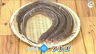 【瀬戸内旬紀行】天ぷら、ちらし寿司の材料にも…料理のバリエーションが豊富！鮮魚店店主に聞く旬の「アナゴ」の魅力【岡山・香川発】
