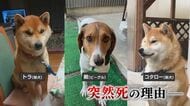「許せない」愛犬が“謎の死”散歩後にバタリ…河川敷に不審物　真相究明求め悲痛の声【2025ピックアップ】