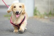 愛犬の散歩に「毎日は行けていない」飼い主が約3割…本来は朝晩“1時間ずつ”が必須? 散歩不足の影響を専門家に聞いた