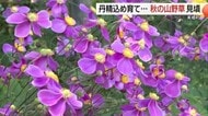自宅の庭を開放　丹精込めた200種の「秋の山野草」が見ごろに（島根・美郷町）