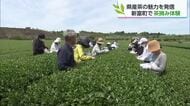 新茶の季節　新富町で茶摘み体験イベント　新芽の天ぷらや有機米のおにぎりも堪能