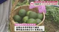 県内有数の産地　竹田市でハウスカボス出荷始まる「爽やかな香りで果汁も例年以上」大分