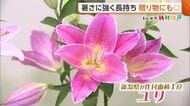香り華やぐ県産ユリが旬を迎える　暑さに強く長持ち　贈り物にも人気！　きれいに咲かせるための2つのコツとは？　新潟