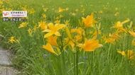 初夏の湿原でニッコウキスゲ開花進む　まもなく見ごろ　長野・木島平村