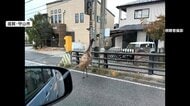 「ダチョウが走っている」巨大な鳥は移動動物園から脱走したエミュー　パトカー振り切り住宅街を逃走も捕獲　滋賀・守山市