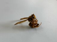 気性荒い「キイロスズメバチ」夏から秋にかけ特に攻撃的に…高校生22人がスズメバチに刺され駅伝大会中止【大分発】