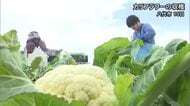 八代地域でカリフラワーの収穫【熊本】