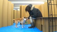 家族のネコやイヌを地震で失わないために　飼い主が日頃からやっ…