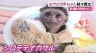 おサルの赤ちゃん続々誕生 「命を優先」飼育員が親代わり 静岡・伊東市