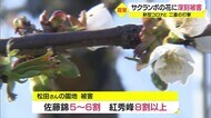 霜被害深刻で農家苦悩 紅秀峰の8割が被害も 山形
