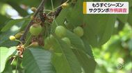 山形・今年のの露地物サクランボは?県内一斉作柄調査