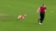 会場ビックリ! クリケットで子犬がナイスプレー すぐ「御用」も特別賞受賞 イギリス