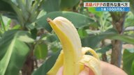 1本1000円“高級バナナ”に珍しい品種のレモンも 「幸せになってもらいたい」 ユニークな食べ方も紹介【高知発】 