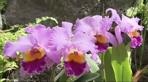 「みどりの日」で無料開放 色とりどりの花を楽しんで 広島市植物公園