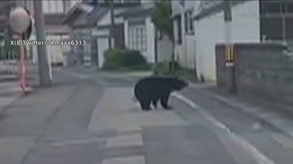人間の生活圏に“堂々と”現れ始めたクマたち…高齢者や女性は小柄で襲いやすい？各地で相次ぐ都市型「アーバンベア」被害