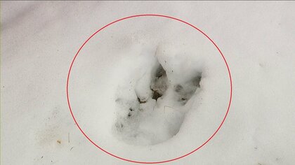 【ヒグマ速報】「巣箱に鳥のエサをあげようとしたら…」中学校の敷地内で雪の上に”長さ21センチ・幅10センチ”クマのようなデカい足跡がクッキリと…不安広がる〈北海道弟子屈町〉