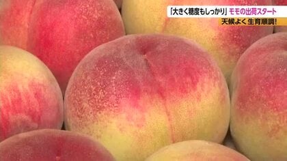  南信州で桃の出荷スタート　「大きく、糖度もしっかり」生育は順調　750トンの出荷見込む　7月中旬からは「白鳳」や「あかつき」も　長野