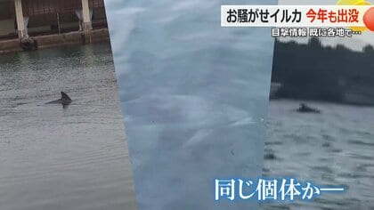 “お騒がせ野生イルカ”今年も出没　「始末しないと…」頭を抱える漁師　漁業や海水浴シーズンに影響も【福井発】