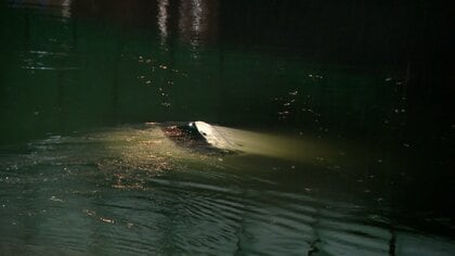 自動車2台が衝突し軽自動車が川に転落　59歳女性が死亡　注意を怠っていた疑いで52歳女を逮捕　広島市