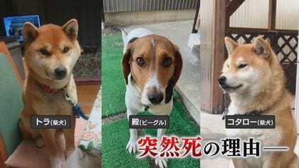 「許せない」愛犬が“謎の死”散歩後にバタリ…河川敷に不審物も　飼い主が真相究明求め悲痛の声【島根発】