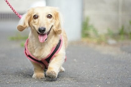 愛犬の散歩に「毎日は行けていない」飼い主が約3割…本来は朝晩“1時間ずつ”が必須? 散歩不足の影響を専門家に聞いた
