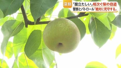 夏の味覚・梨の盗難被害が深刻化　「泥棒のために作っているようなもの」　“青すぎる”“小さすぎる”は「怪しい」と農家が指摘