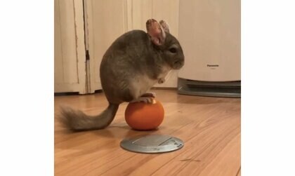 球体の上でプルプルするチンチラがかわいい…体幹を鍛えている!? 専門家に生態を聞いた