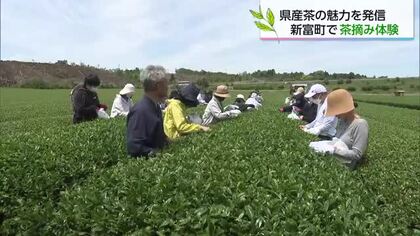 新茶の季節　新富町で茶摘み体験イベント　新芽の天ぷらや有機米のおにぎりも堪能