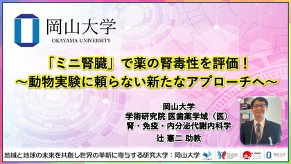 【岡山大学】「ミニ腎臓」で薬の腎毒性を評価!~動物実験に頼らない新たなアプローチへ~