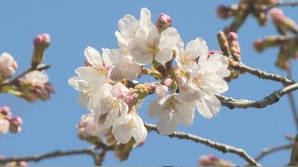 信州に桜前線到来！長野・天龍村でソメイヨシノ開花　過去20年で最速