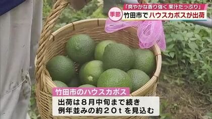 県内有数の産地　竹田市でハウスカボス出荷始まる「爽やかな香りで果汁も例年以上」大分