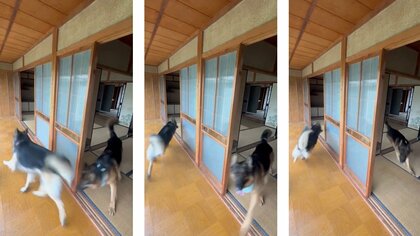 これなら散歩いらず？家の中でぐるぐる追いかけっこするシェパード兄弟が楽しそう…飼い主に普段の様子を聞いた
