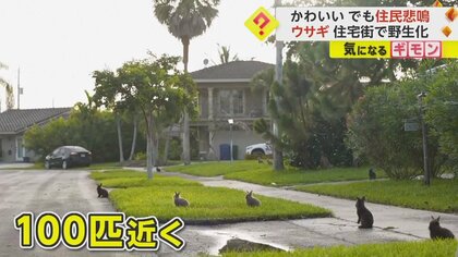 【ウサギが野生化】“100匹”が住宅街に住み着く　配線かじる等の被害続出…原因はブリーダーの「置き去り」　米・フロリダ州