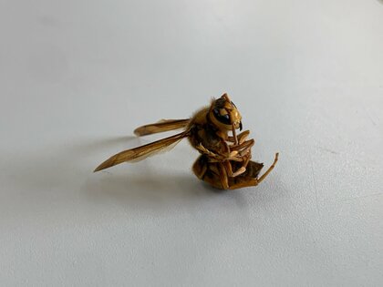 気性荒い「キイロスズメバチ」夏から秋にかけ特に攻撃的に…高校生22人がスズメバチに刺され駅伝大会中止【大分発】