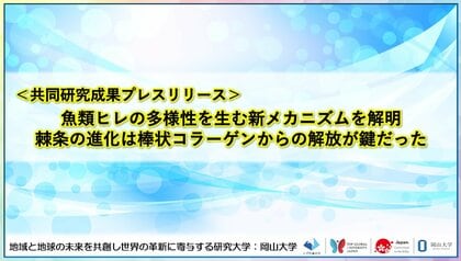 魚類ヒレの多様性を生む新メカニズムを解明　棘条（きょくじょう）の進化は棒状コラーゲンからの解放が鍵だった〔東北大学, 岡山大学〕