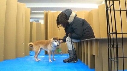 家族のネコやイヌを地震で失わないために　飼い主が日頃からやっておきたいこと…専門家が教えます