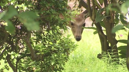 【速報】札幌の中心部にシカ出没―知事公館近くの住宅敷地内に居座る…体長約1ｍメスか？『一晩中いた可能性も』市は「山へ追い返したい」と対応検討〈北海道札幌市〉