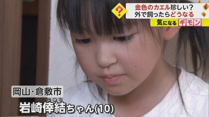 かなり珍しい】小学生が見つけた“金色のオタマジャクシ”がカエルに成長 体長1cmで目の色まで金色 岡山・倉敷市｜FNNプライムオンライン