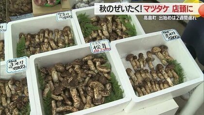 秋の味覚の王様「マツタケ」 出始め遅れるも形・香りは良質 子どもたちが育てたサトイモで「芋煮会」も【山形発】｜FNNプライムオンライン